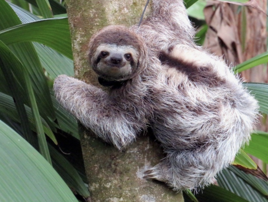 sloth costa rica back